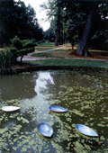 Foto - Schwimmende Blattschalen